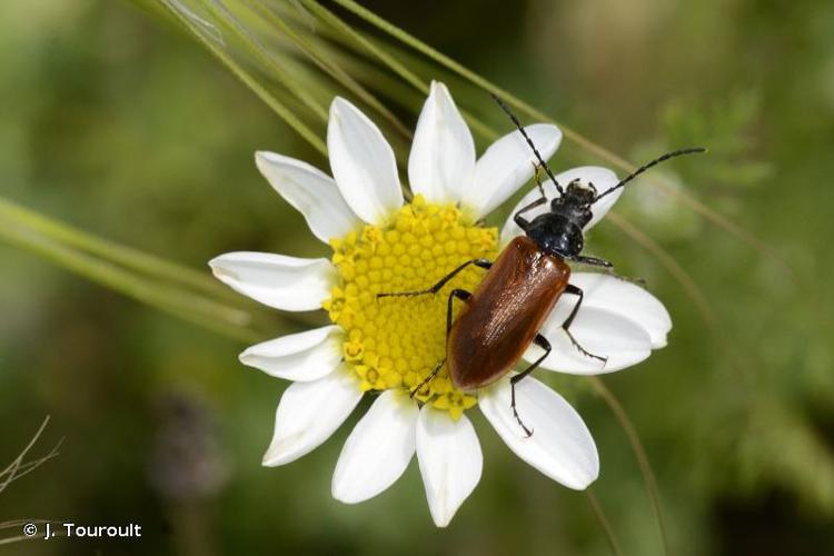 <i>Omophlus lepturoides</i> (Fabricius, 1787) © J. Touroult