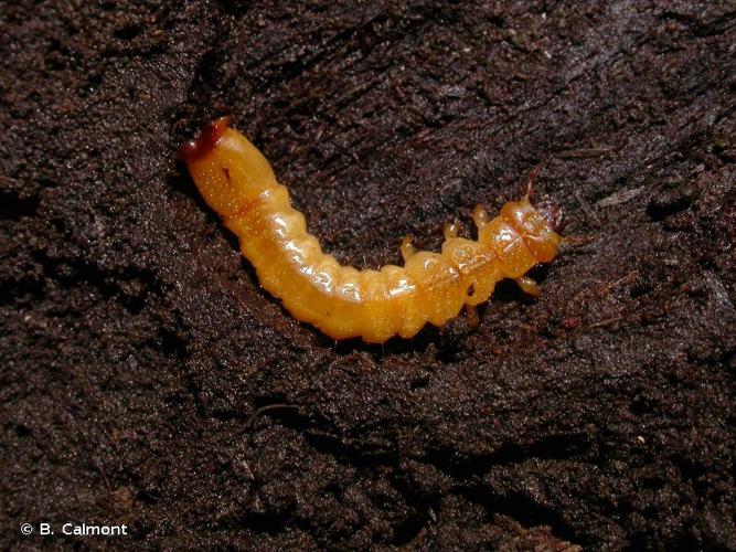 <i>Pyrochroa coccinea</i> (Linnaeus, 1761) © B. Calmont