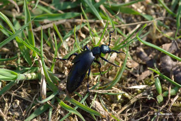 <i>Meloe proscarabaeus</i> Linnaeus, 1758 © P. Gourdain