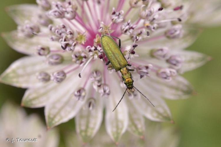 <i>Chrysanthia viridissima</i> (Linnaeus, 1758) © J. Touroult