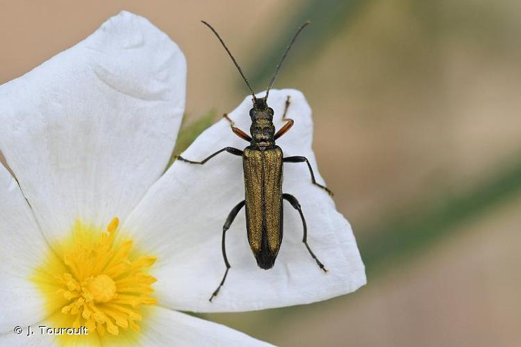 <i>Oedemera flavipes</i> (Fabricius, 1792) © J. Touroult