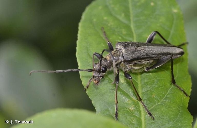 <i>Stenocorus meridianus</i> (Linnaeus, 1758) © J. Touroult