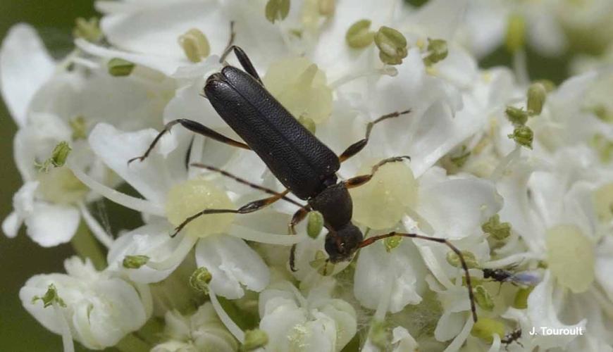 <i>Grammoptera ruficornis</i> (Fabricius, 1781) © J. Touroult