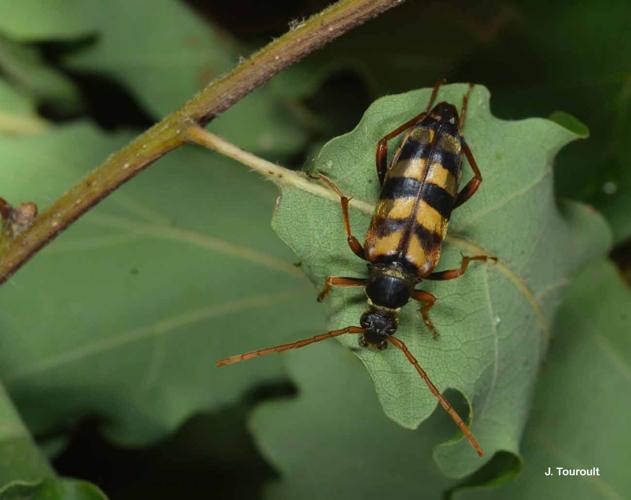 <i>Leptura aurulenta</i> Fabricius, 1792 © J. Touroult