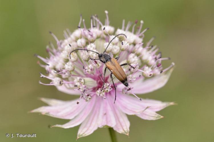 <i>Anastrangalia sanguinolenta</i> (Linnaeus, 1761) © J. Touroult