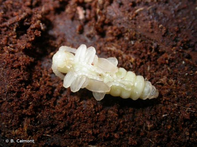 <i>Tetropium castaneum</i> (Linnaeus, 1758) © B. Calmont