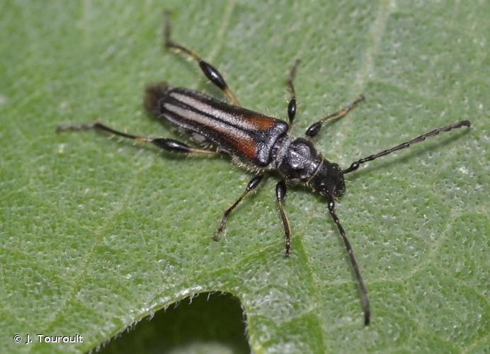 <i>Stenopterus ater</i> (Linnaeus, 1767) © J. Touroult