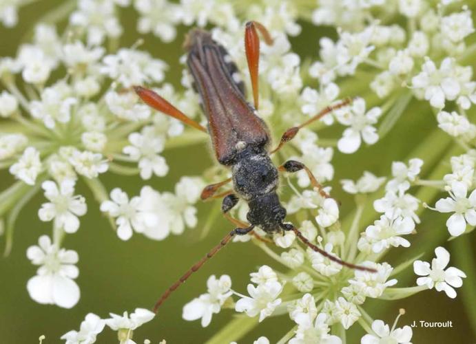 <i>Stenopterus rufus</i> (Linnaeus, 1767) © J. Touroult