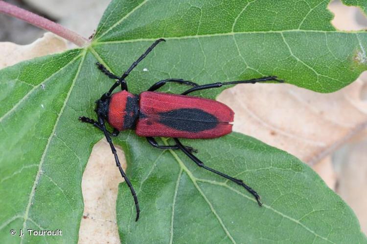 <i>Purpuricenus globulicollis</i> Dejean, 1839 © J. Touroult