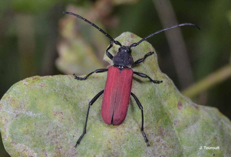 <i>Purpuricenus kaehleri</i> (Linnaeus, 1758) © J. Touroult