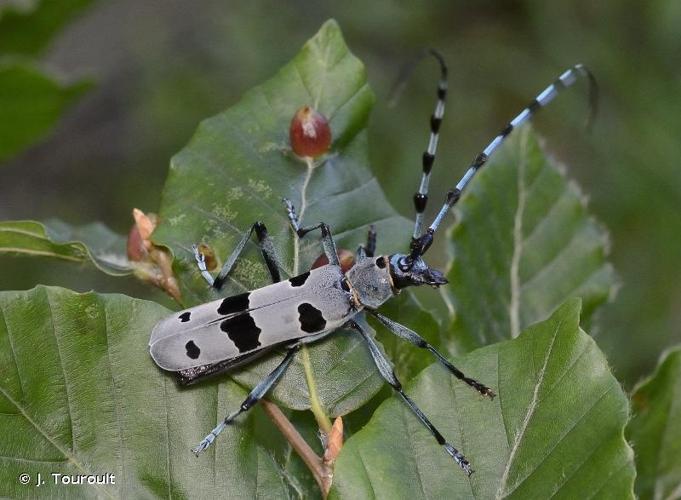 <i>Rosalia alpina</i> (Linnaeus, 1758) © J. Touroult