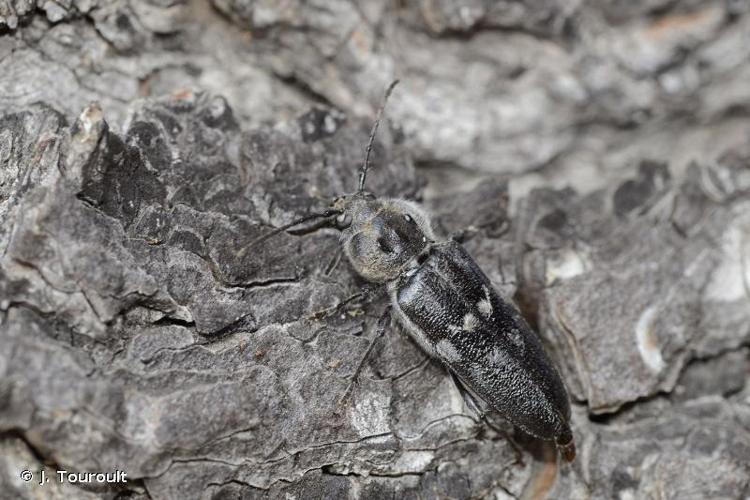 <i>Hylotrupes bajulus</i> (Linnaeus, 1758) © J. Touroult