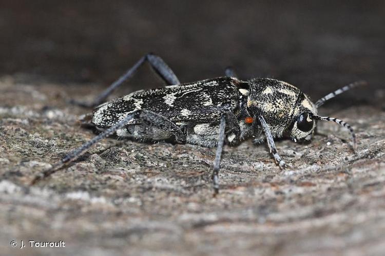 <i>Xylotrechus rusticus</i> (Linnaeus, 1758) © J. Touroult