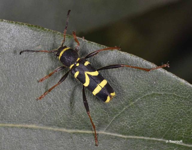 <i>Clytus arietis</i> (Linnaeus, 1758) © J. Touroult