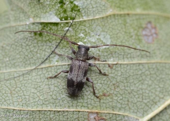 <i>Exocentrus punctipennis</i> Mulsant & Guillebeau, 1856 © J. Touroult