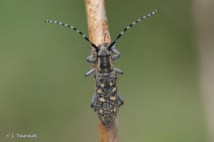 <i>Saperda populnea</i> (Linnaeus, 1758) © J. Touroult.