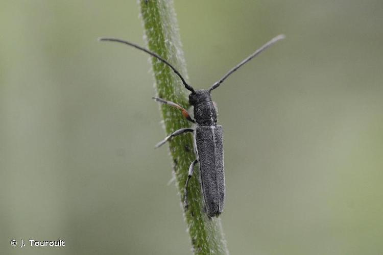 <i>Phytoecia cylindrica</i> (Linnaeus, 1758) © J. Touroult