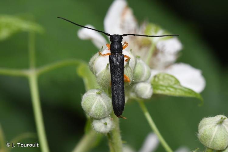 <i>Oberea linearis</i> (Linnaeus, 1758) © J. Touroult