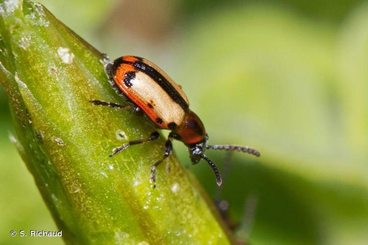 <i>Crioceris paracenthesis</i> (Linnaeus, 1767) © S. Richaud