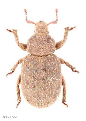 <i>Trachyphloeus angustus</i> Borovec, 1991 © P. Ponel