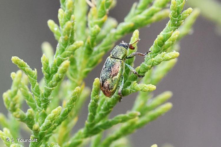 <i>Coniatus tamarisci</i> (Fabricius, 1787) © J. Touroult