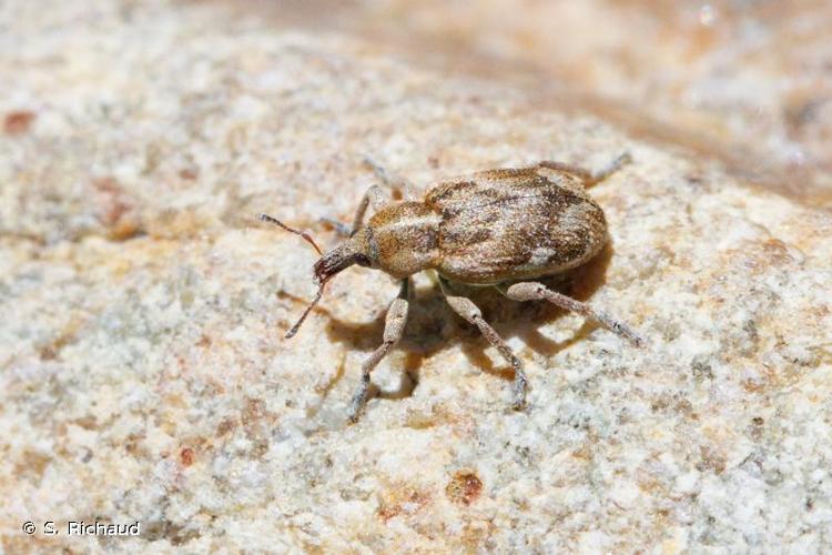 <i>Coniatus repandus</i> (Fabricius, 1792) © S. Richaud