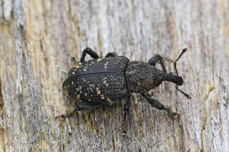 <i>Hylobius abietis</i> (Linnaeus, 1758) © J. Touroult