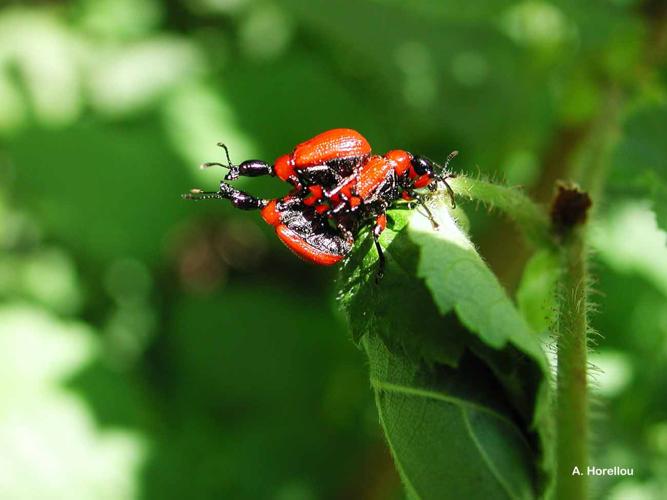 <i>Apoderus coryli</i> (Linnaeus, 1758) © A. Horellou