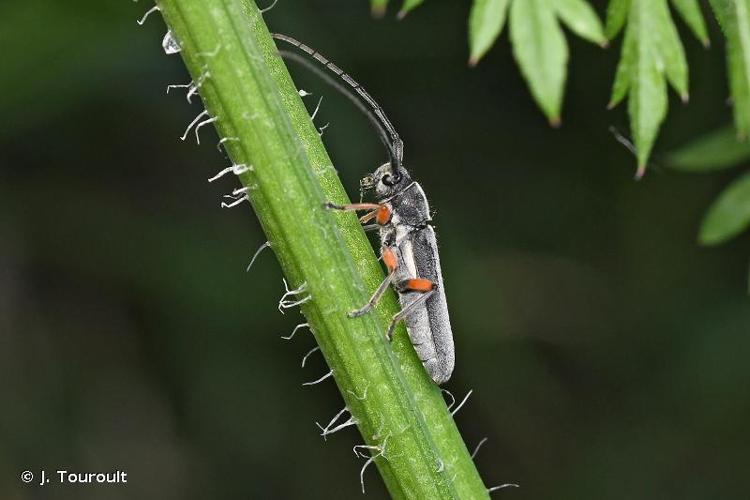 <i>Phytoecia icterica</i> (Schaller, 1783) © J. Touroult