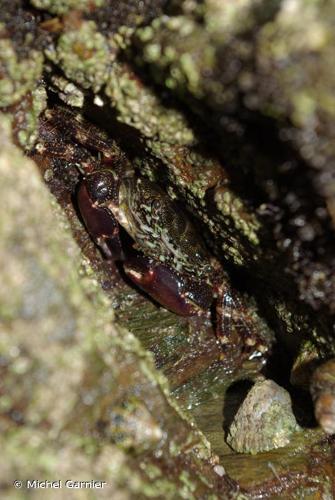 <i>Pachygrapsus marmoratus</i> (Fabricius, 1787) © Michel Garnier