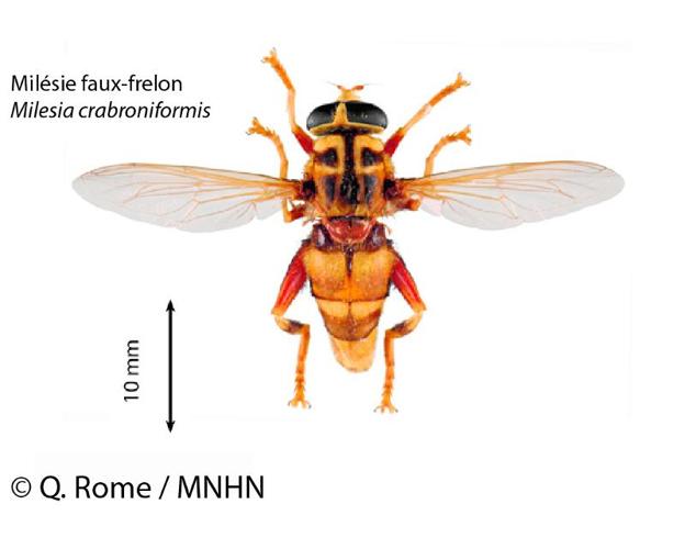 <i>Milesia crabroniformis</i> (Fabricius, 1775) © 