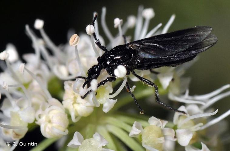 <i>Dilophus febrilis</i> (Linnaeus, 1758) © C. Quintin