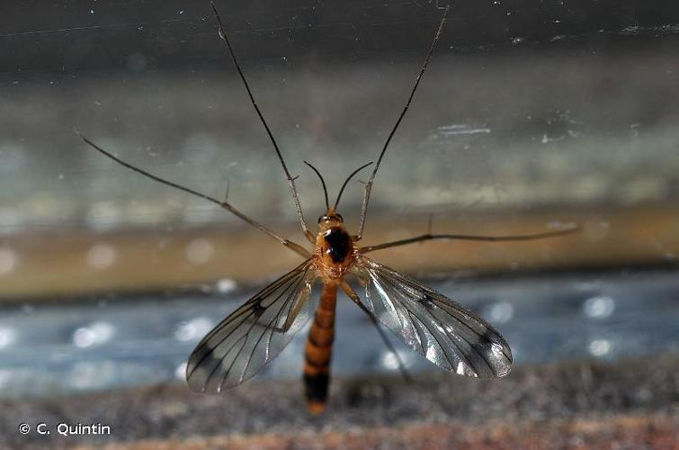 <i>Leptomorphus walkeri</i> Curtis, 1831 © C. Quintin