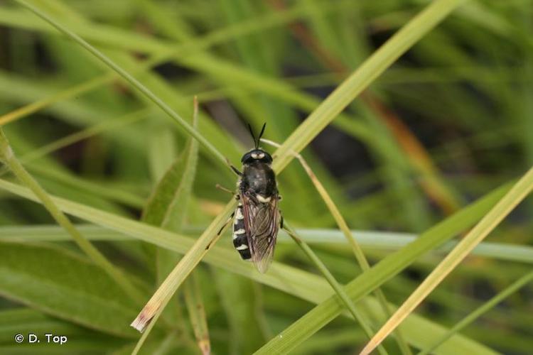 <i>Stratiomys singularior</i> (Harris, 1778) © D. Top