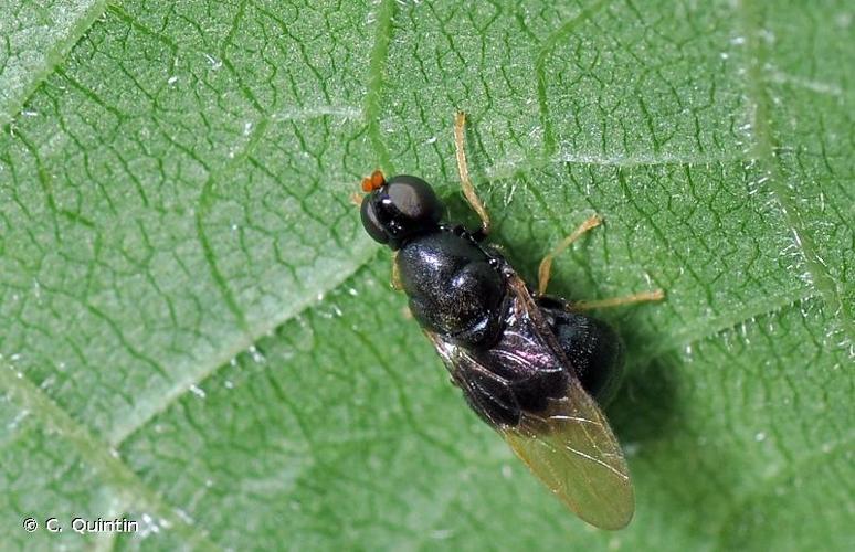 <i>Pachygaster atra</i> (Panzer, 1798) © C. Quintin