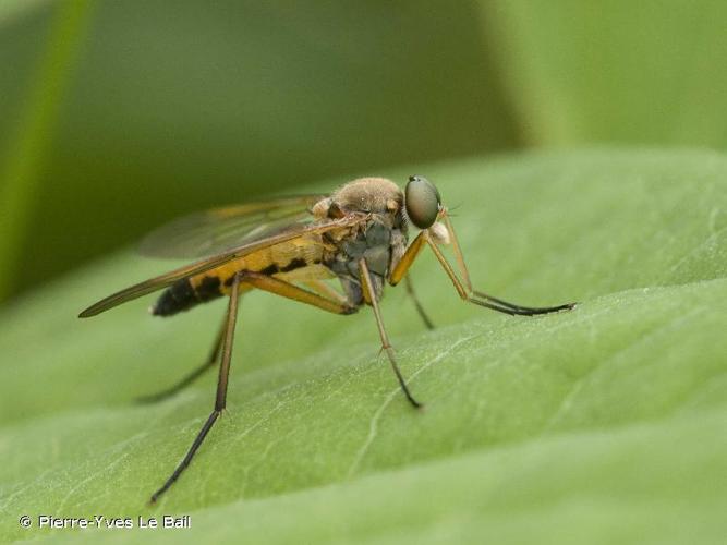 <i>Rhagio scolopaceus</i> (Linnaeus, 1758) © Pierre-Yves Le Bail