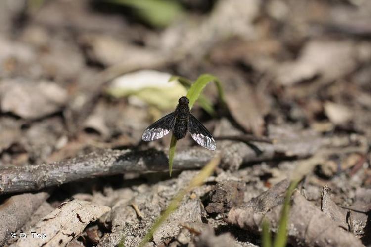 <i>Hemipenthes morio</i> (Linnaeus, 1758) © D. Top