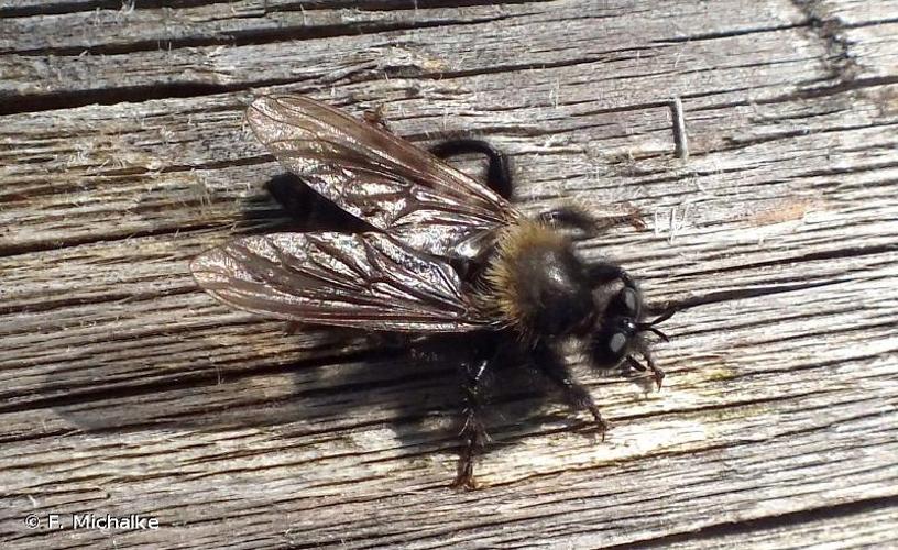 <i>Laphria ephippium</i> (Fabricius, 1777) © F. Michalke