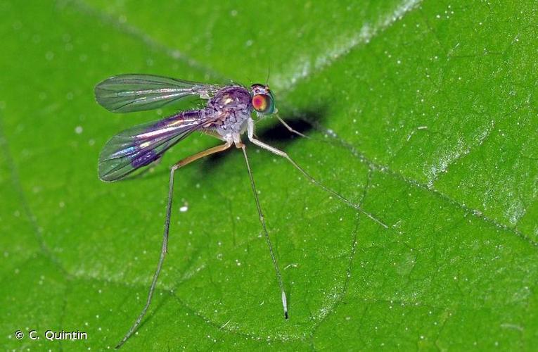 <i>Sciapus platypterus</i> (Fabricius, 1805) © C. Quintin