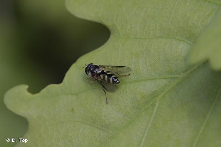 <i>Dasysyrphus albostriatus</i> (Fallén, 1817) © D. Top