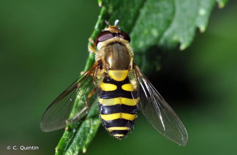 <i>Syrphus ribesii</i> (Linnaeus, 1758) © C. Quintin