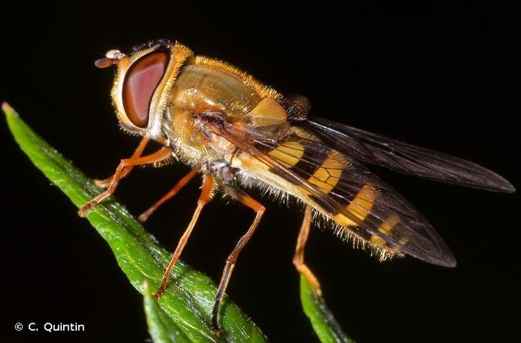 <i>Syrphus vitripennis</i> Meigen, 1822 © C. Quintin