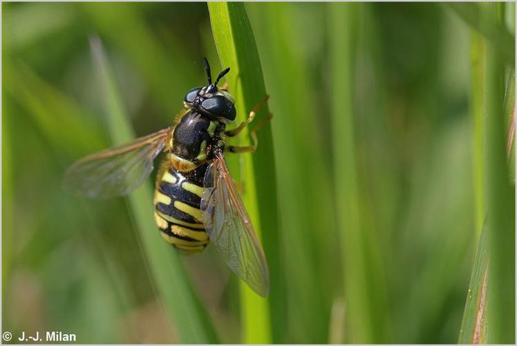 <i>Chrysotoxum cautum</i> (Harris, 1778) © 