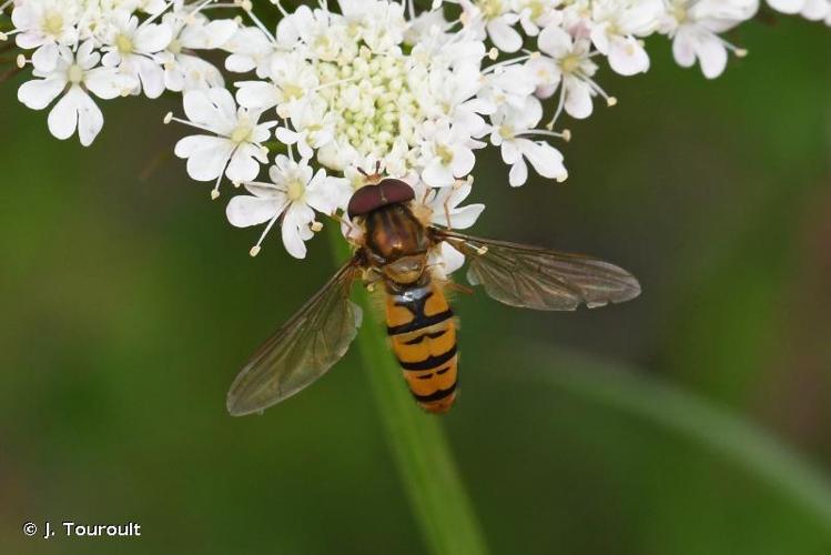 <i>Episyrphus balteatus</i> (De Geer, 1776) © J. Touroult