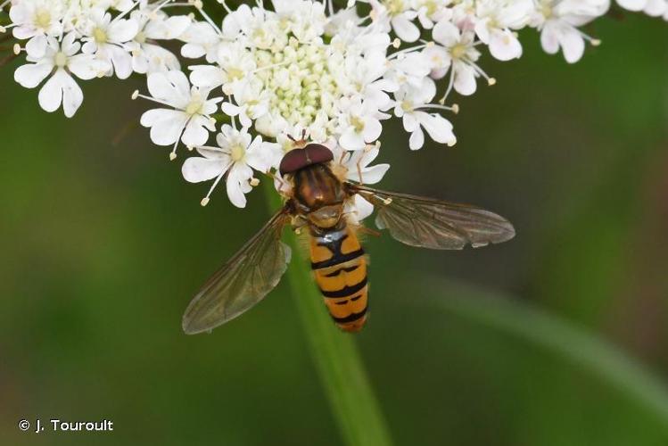 <i>Episyrphus balteatus</i> (De Geer, 1776) © J. Touroult