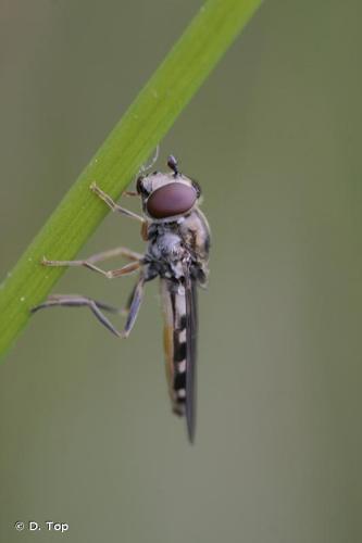 <i>Platycheirus peltatus</i> (Meigen, 1822) © D. Top