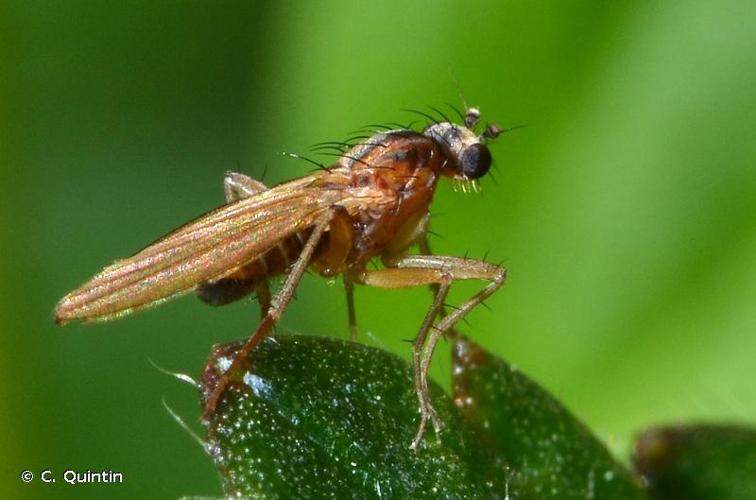 <i>Lonchoptera lutea</i> Panzer, 1809 © C. Quintin