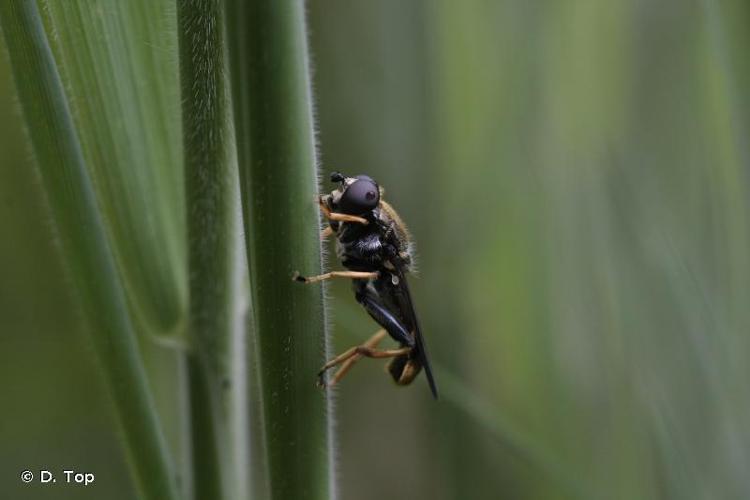 <i>Xylota xanthocnema</i> Collin, 1939 © D. Top