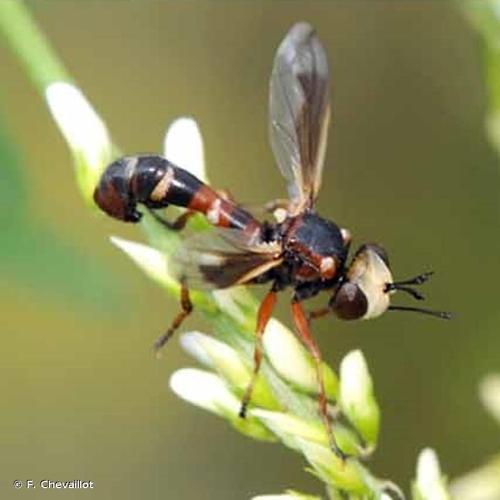 <i>Physocephala vittata</i> (Fabricius, 1794) © F. Chevaillot