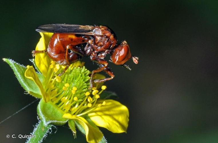 <i>Sicus ferrugineus</i> (Linnaeus, 1761) © C. Quintin